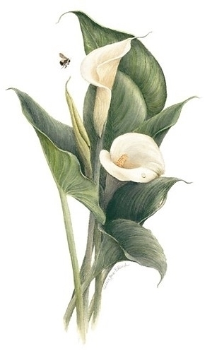 CARMELA FIORE Ved. Cannito CARMELA FIORE Ved. Cannito
